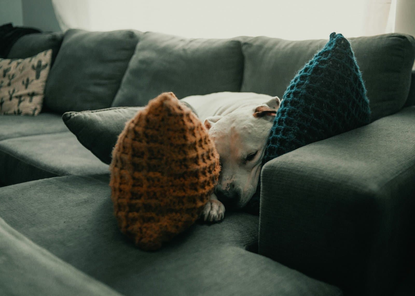 A dog resting on a cushion in a warm, sunlit living room