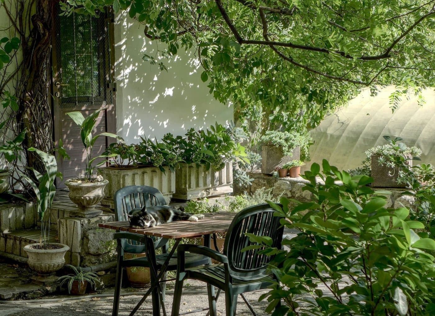 A cat dozing on a garden table in a leafy, shaded backyard